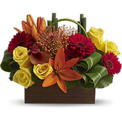 <p>A little box of tropical sunshine! Bright orange, red and yellow blooms form a magical, modern mosaic inside a classic box container.<br />
Flowers including yellow roses, orange asiatic lilies, miniature red gerberas, orange pin cushion protea plus a dark orange miniature calla lily are mixed with bamboo-like equisetum, galax leaves and rolled ti leaves.<br />
Delivered in a brown box container.</p>
