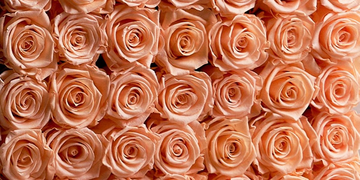 https://cdn.shopify.com/s/files/1/0859/1856/files/Papaya_Rose.jpg?v=1683930638&utm_source=chatgpt.com