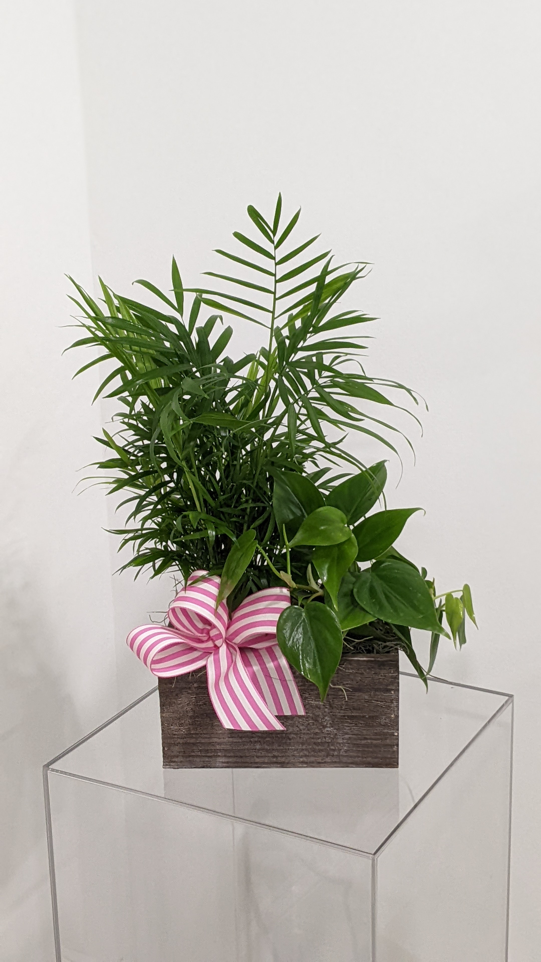 Dish garden box