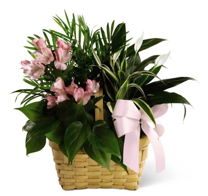 Dishgarden Floral plant basket Mothers Day