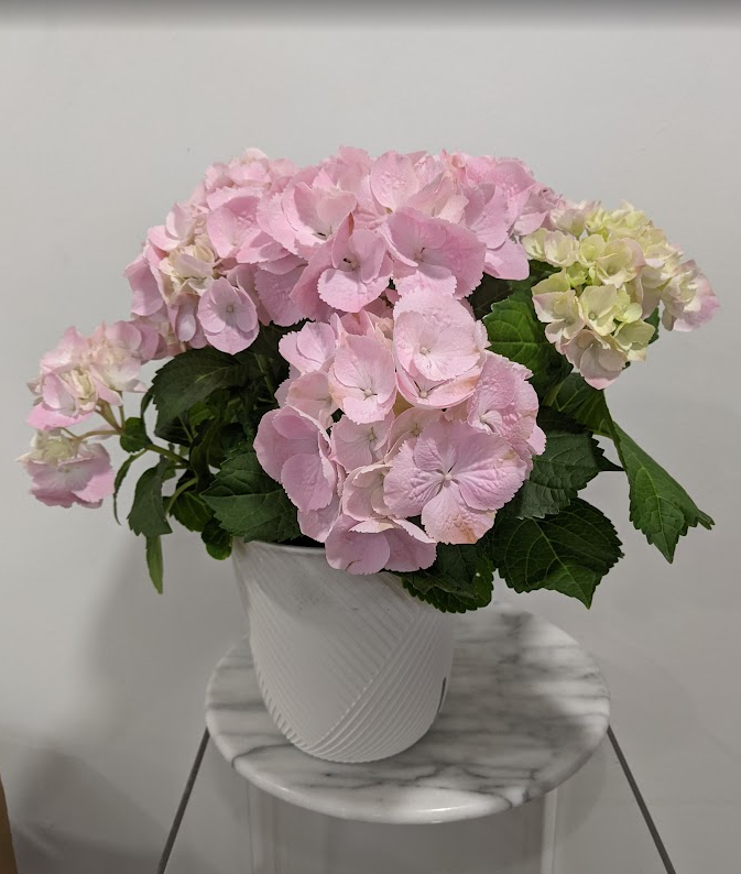 Hydrangea Plant