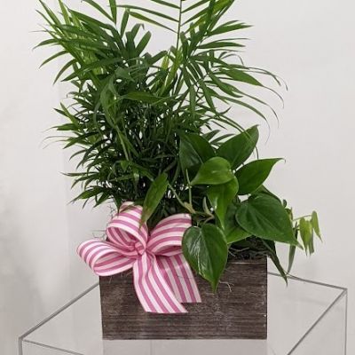 <span data-sheets-root="1" data-sheets-value="{"1":2,"2":"wooden planter box with 2 of 4\" plants and a nice bow"}" data-sheets-userformat="{"2":1315715,"3":{"1":0},"4":{"1":2,"2":16777215},"10":2,"11":4,"12":0,"15":"\"Times New Roman\"","21":0,"23":2}">Wooden planter box with 2 of 4" plants and a nice bow</span>