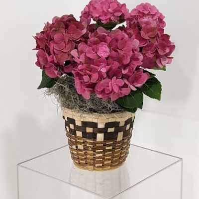 This beautiful and full mutli-bloomed hydrangea plant will last for weeks and re-bloom with the proper care. Please refer to care instructions card included with the plant.