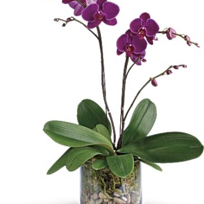 Simply glorious! The elegant dance of purple phalaenopsis orchids takes center stage in this clean arrangement, presented with river rocks and moss in a clear glass cylinder.
A purple phalaenopsis orchid is arranged with natural river rocks and sheet moss.
Delivered in a cylinder vase.