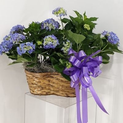 <div id="formula-bar" class="formula-bar formulabar-disabled">
<div id="t-formula-bar-input-container">
<div dir="ltr">
<div id="t-formula-bar-input">
<div class="cell-input disabled-input" dir="ltr" role="combobox">Colors vary from purple blue or pink subject to availability</div>
</div>
</div>
</div>
</div>