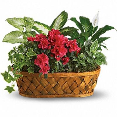 <div class="m-pdp-tabs-description">
<div id="mark-1" class="m-pdp-tabs-marketing-description">You don't need a green thumb to love plants galore! Plants, plants and more plants are delivered in a handsome woodchip basket.</div>
</div>
<p id="arrngDescp">Easier to care for than pronounce, a hot pink azalea and white hypoestes are joined by dieffenbachia, nephthytis, spathiphyllum and ivy. All are hand-arranged in a pretty wicker basket. It's an abundance of natural beauty.</p>
